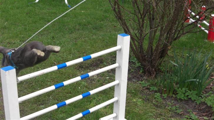 Spring billder April 2010 med ny sejle billede 7