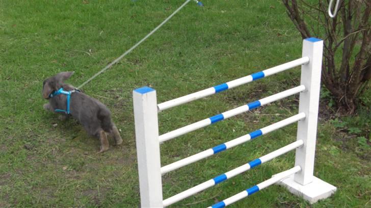 Spring billder April 2010 med ny sejle billede 8