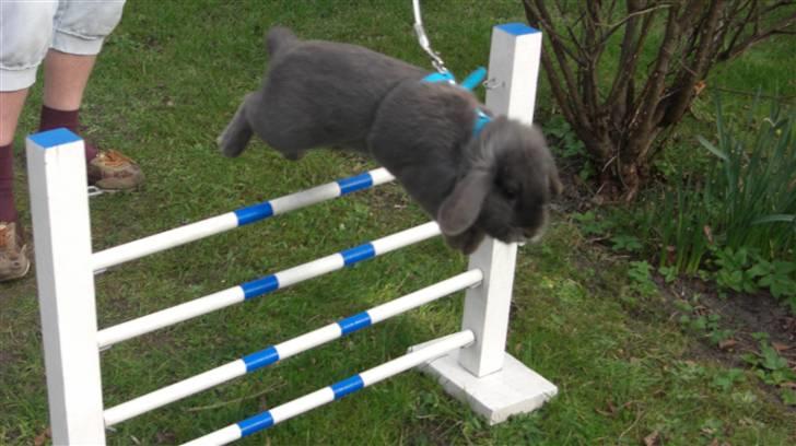 Spring billder April 2010 med ny sejle billede 9