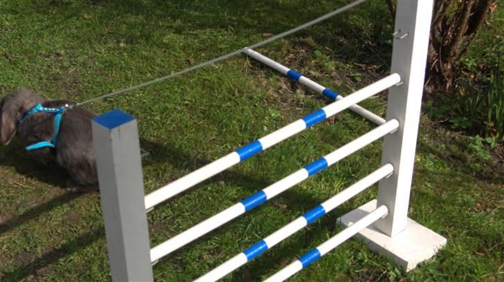 Spring billder April 2010 med ny sejle billede 10