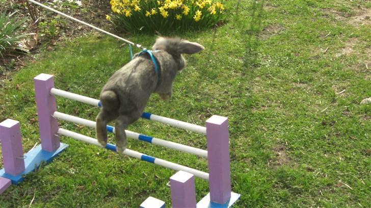 Spring billder April 2010 med ny sejle billede 11