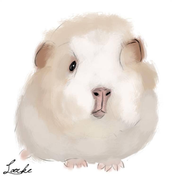 Kreative ting... - Tegning af tidligere marsvin, Vaniljah billede 2