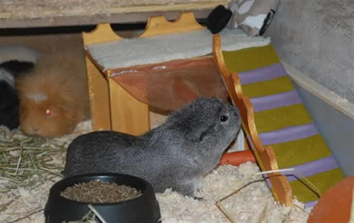 Kreative ting... - Huset bliver undersøgt billede 15