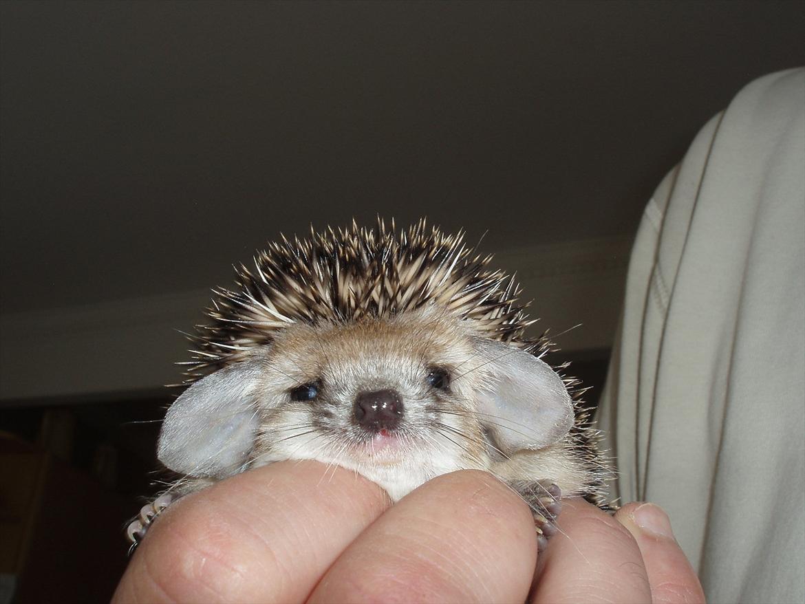 Egyptiske Langørede Pindsvin billede 24