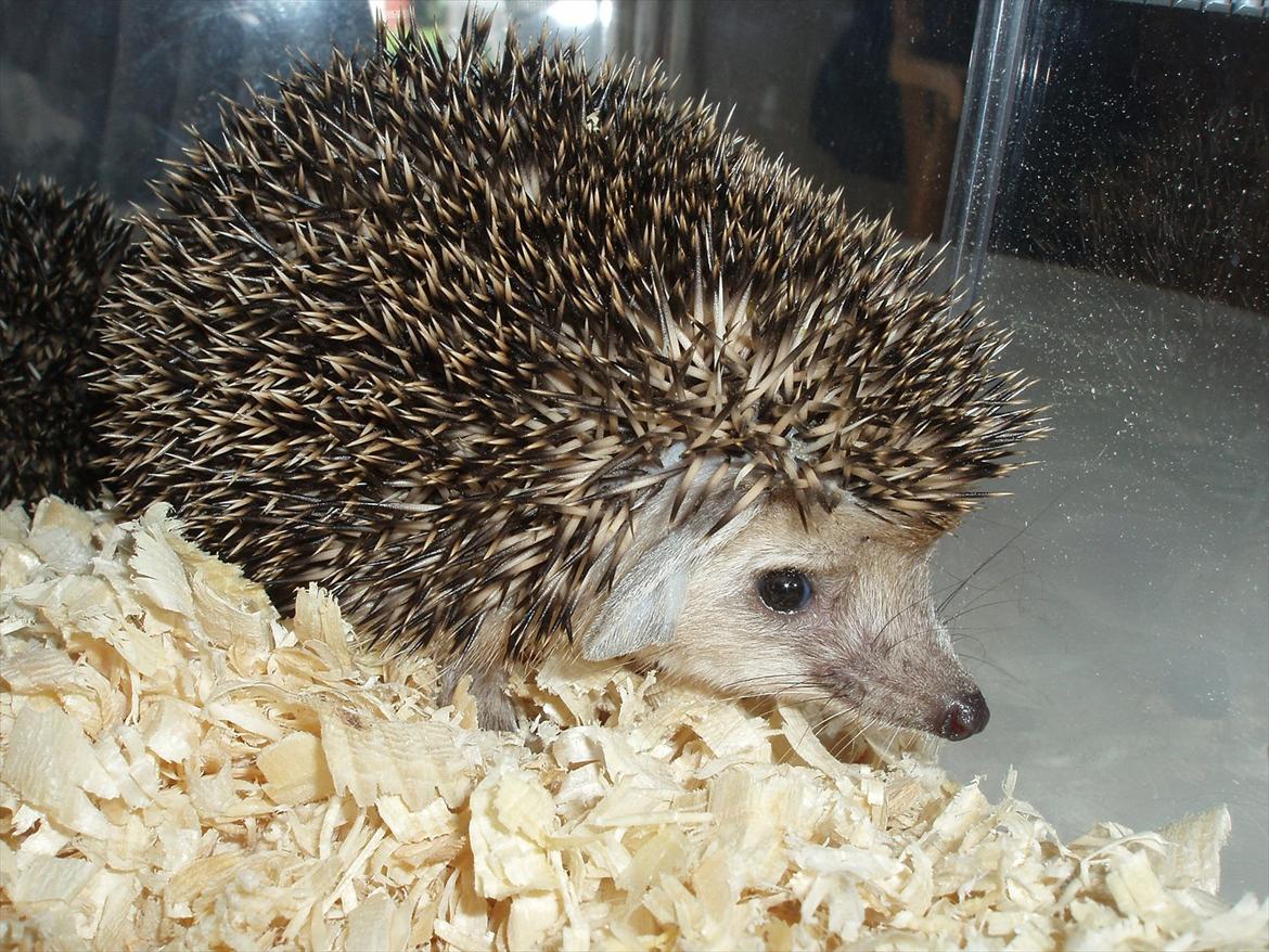 Egyptiske Langørede Pindsvin billede 25