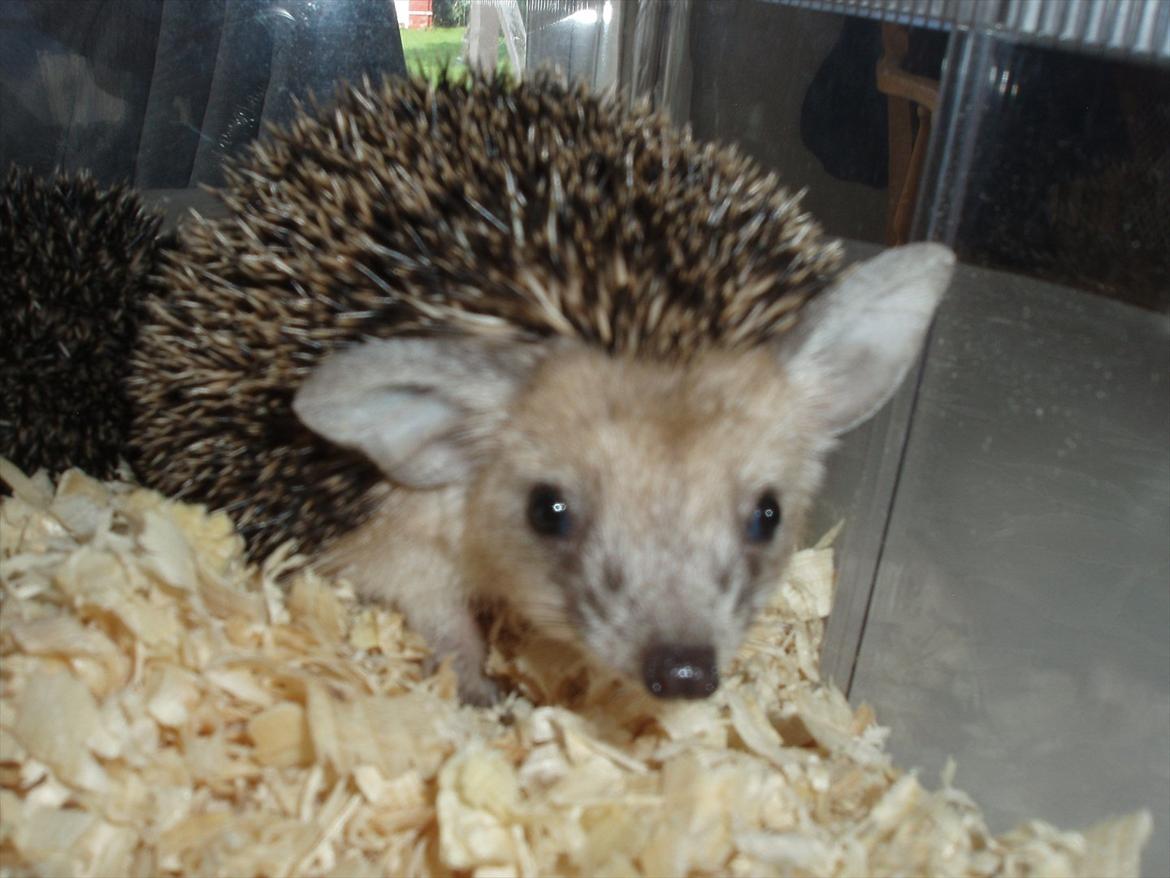 Egyptiske Langørede Pindsvin billede 26