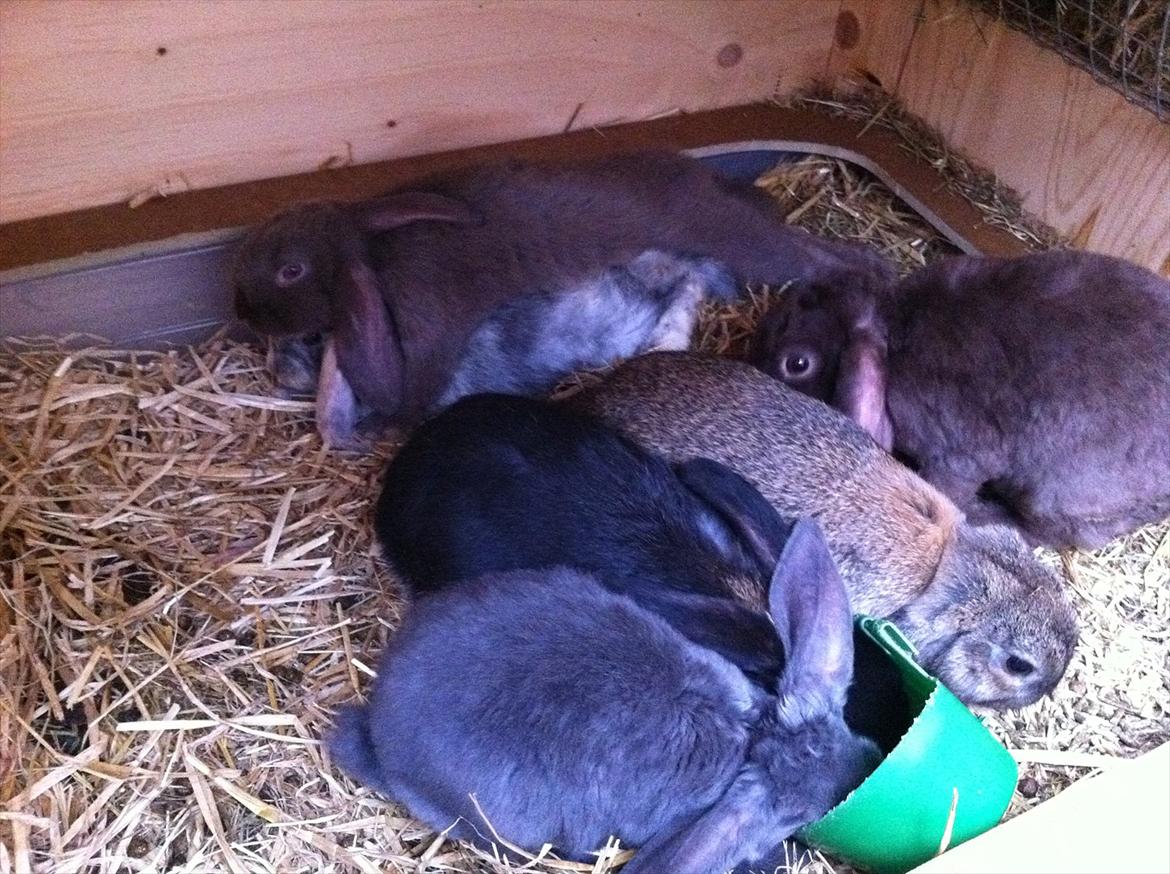 Kaninslottet billede 5