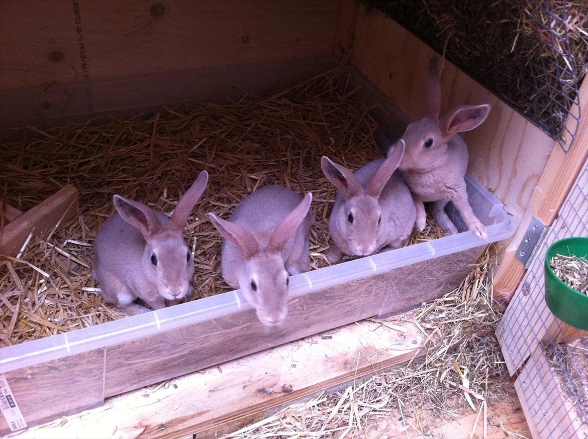 Kaninslottet billede 6