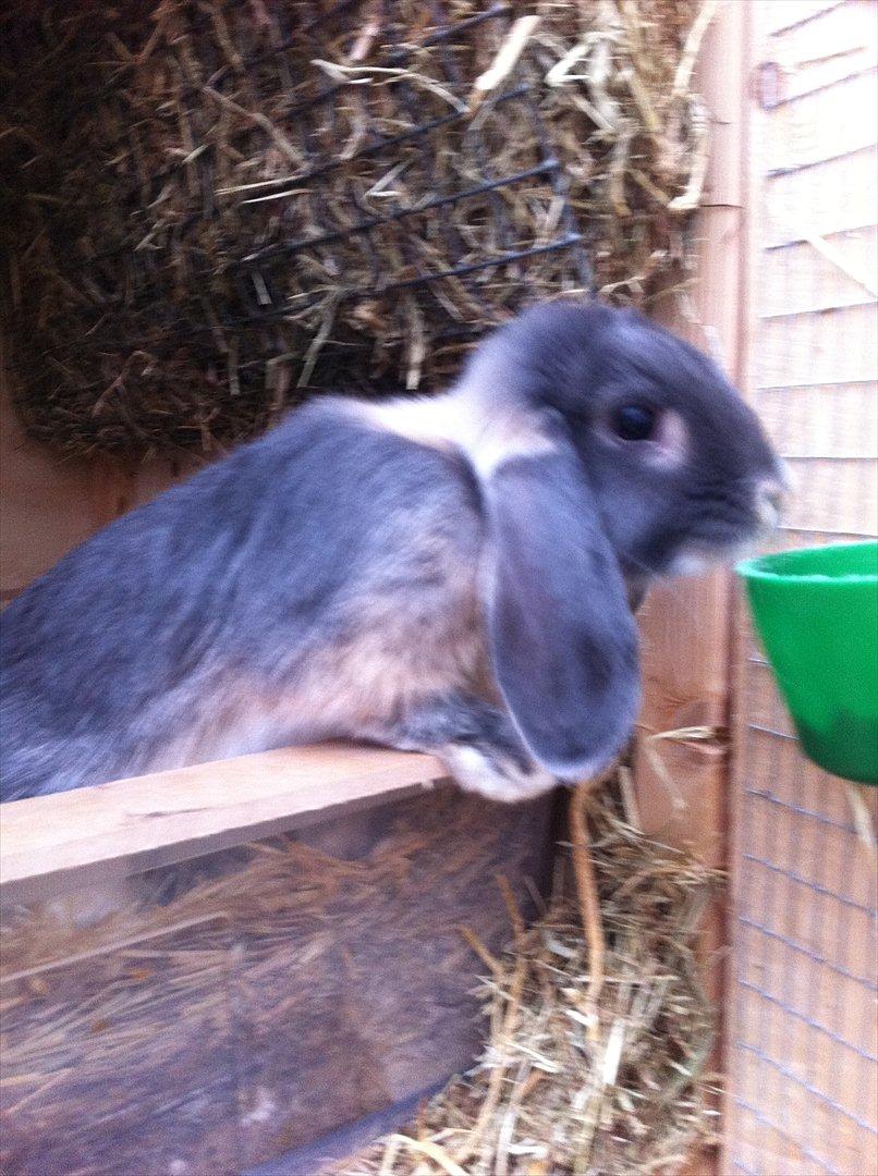 Kaninslottet billede 7