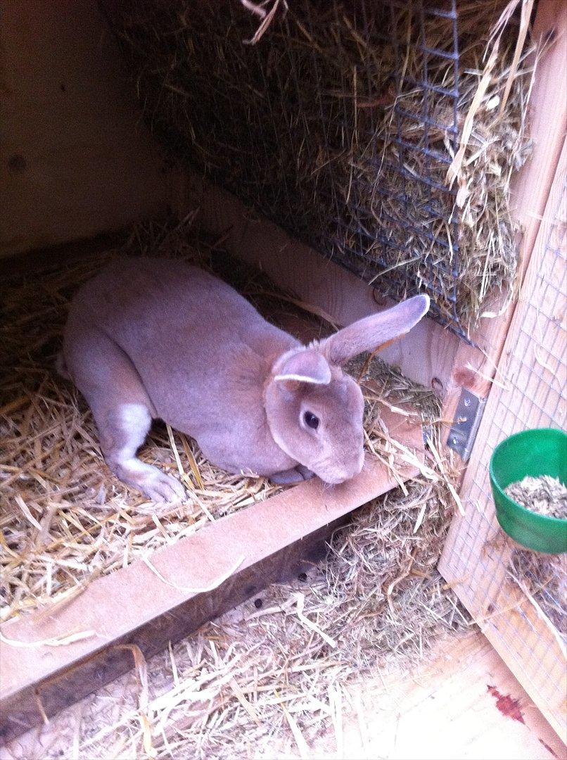 Kaninslottet billede 8