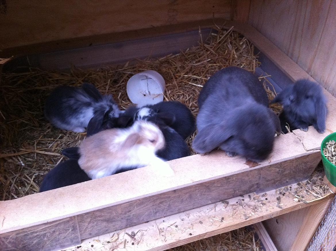 Kaninslottet billede 9