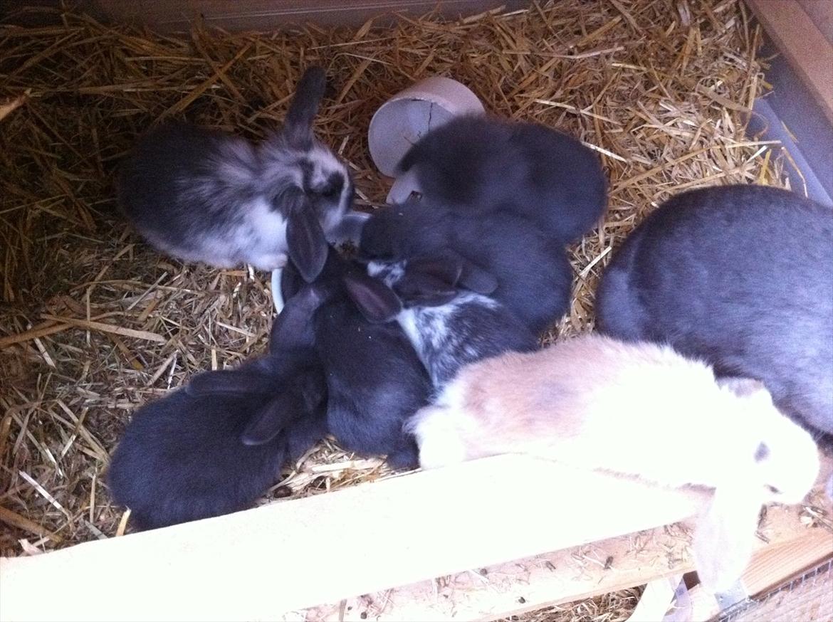 Kaninslottet billede 10