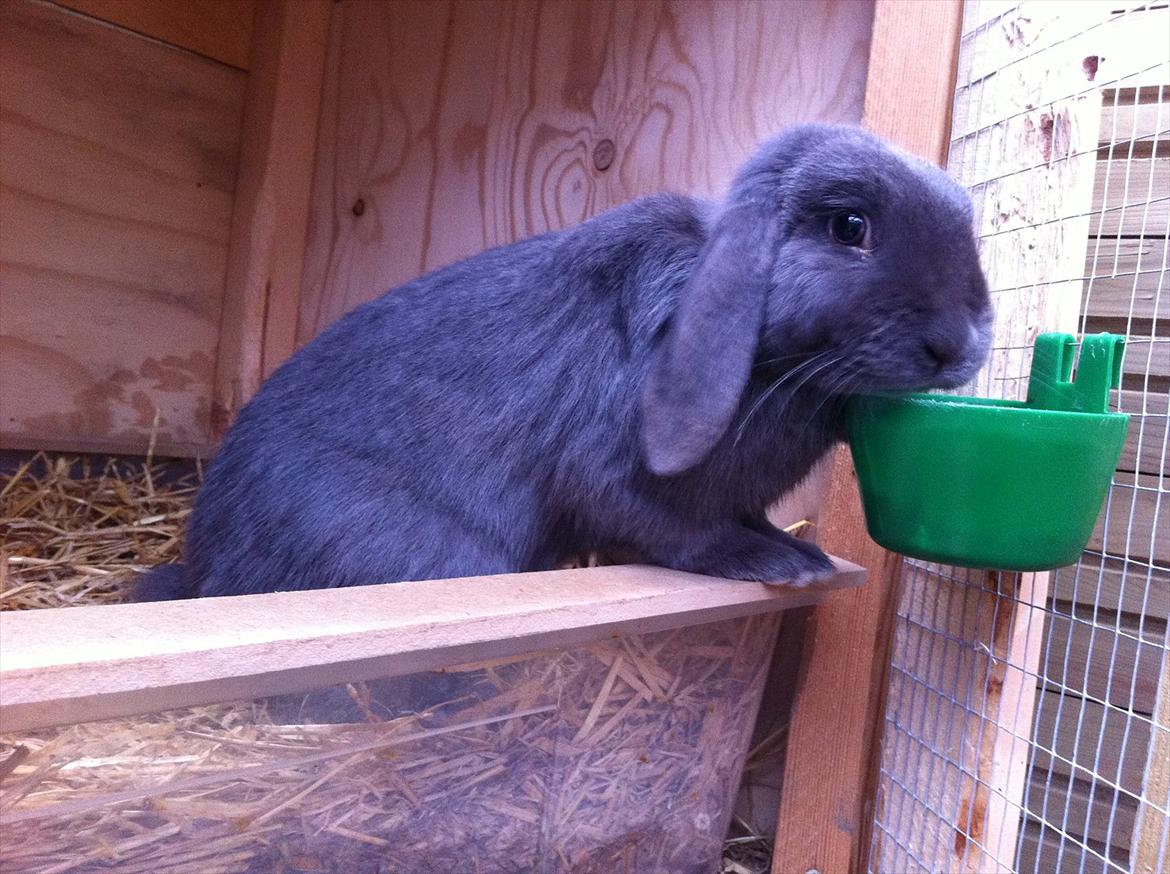 Kaninslottet billede 11