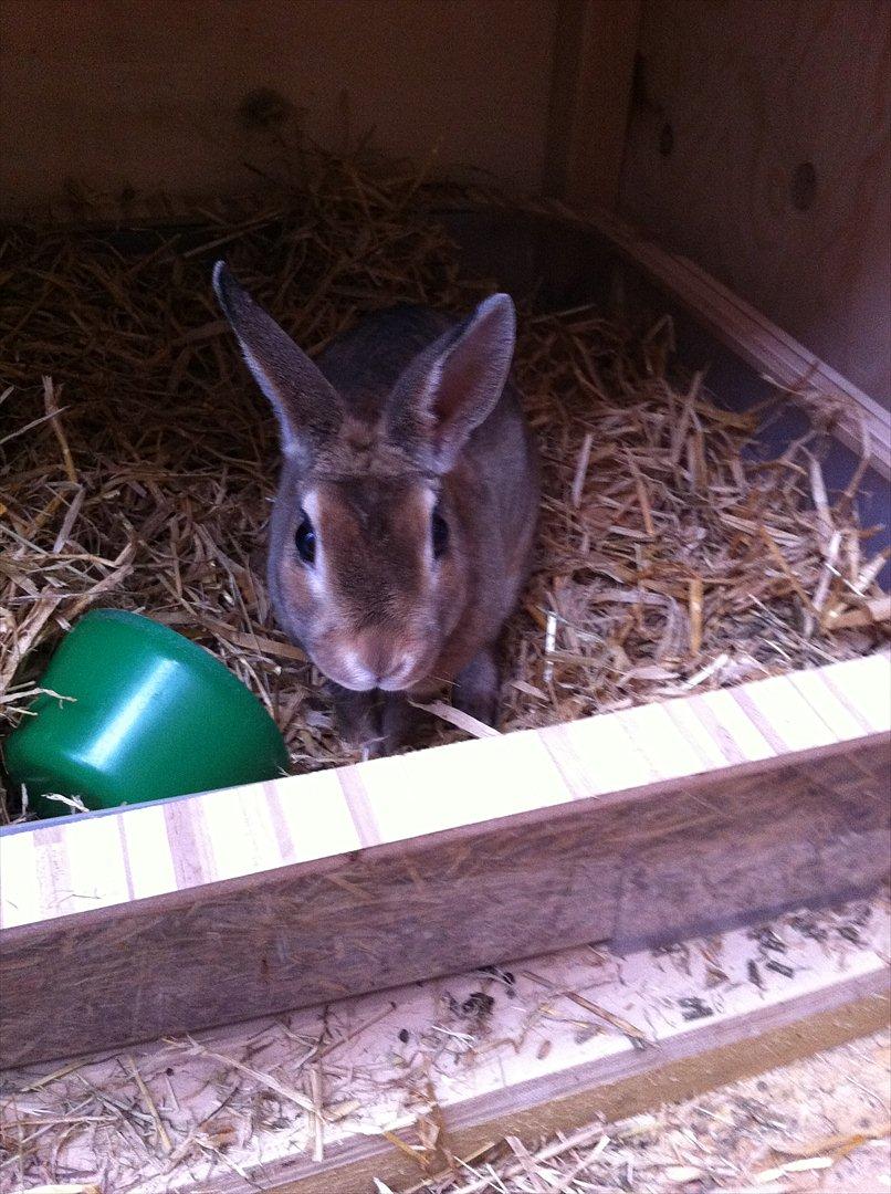 Kaninslottet billede 12