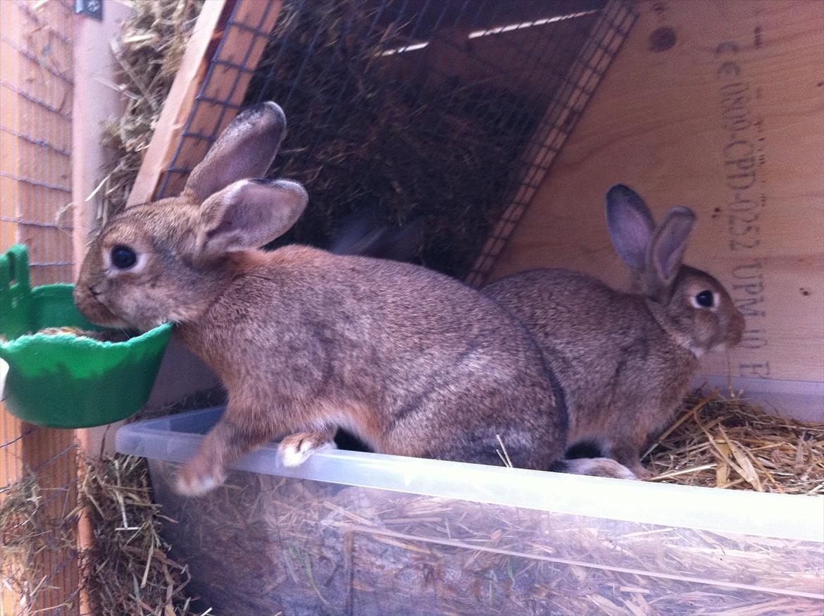 Kaninslottet billede 13