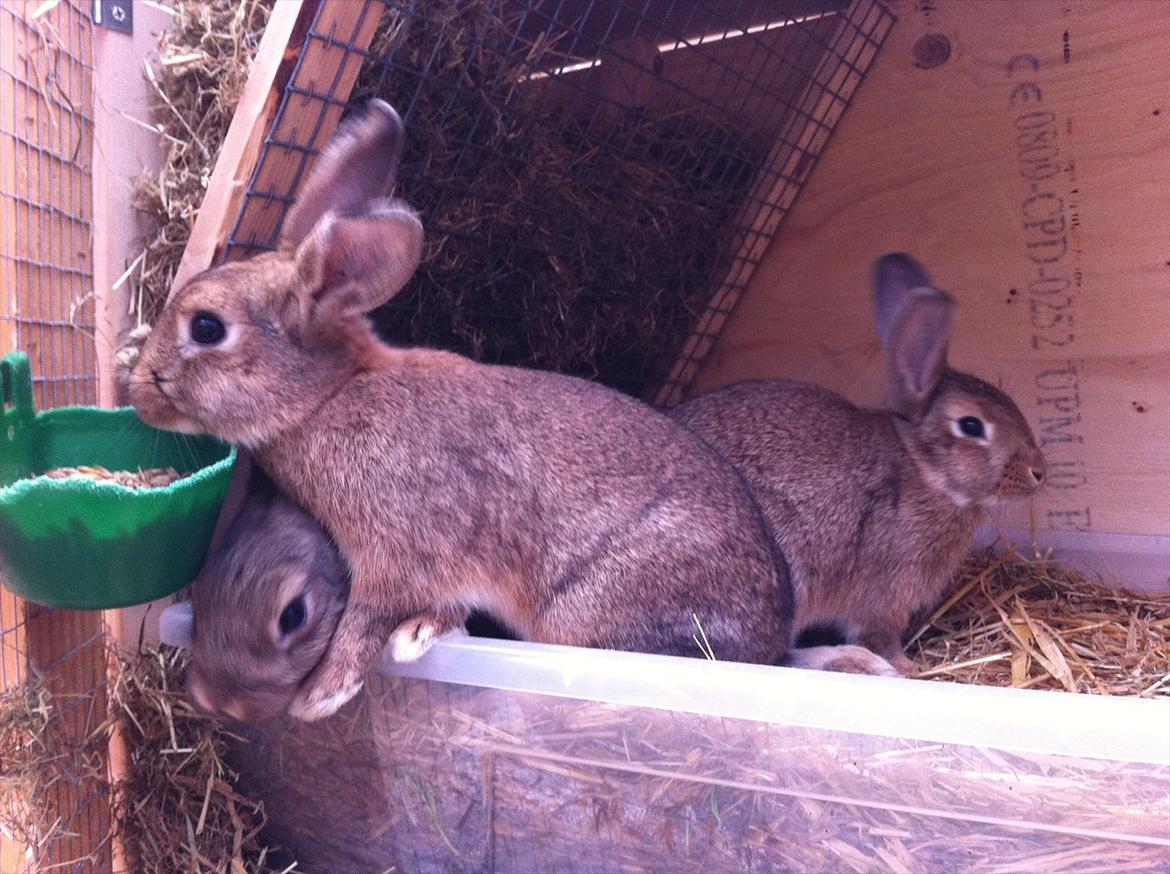 Kaninslottet billede 14