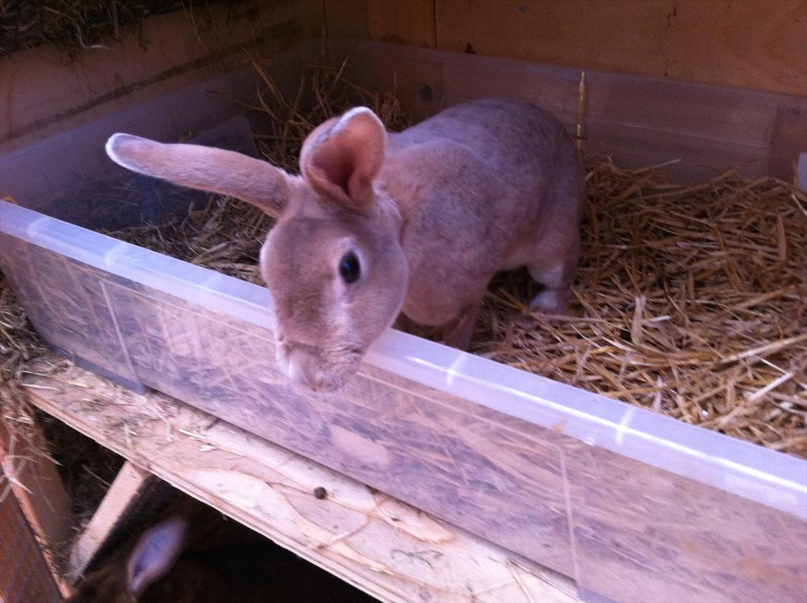 Kaninslottet billede 15