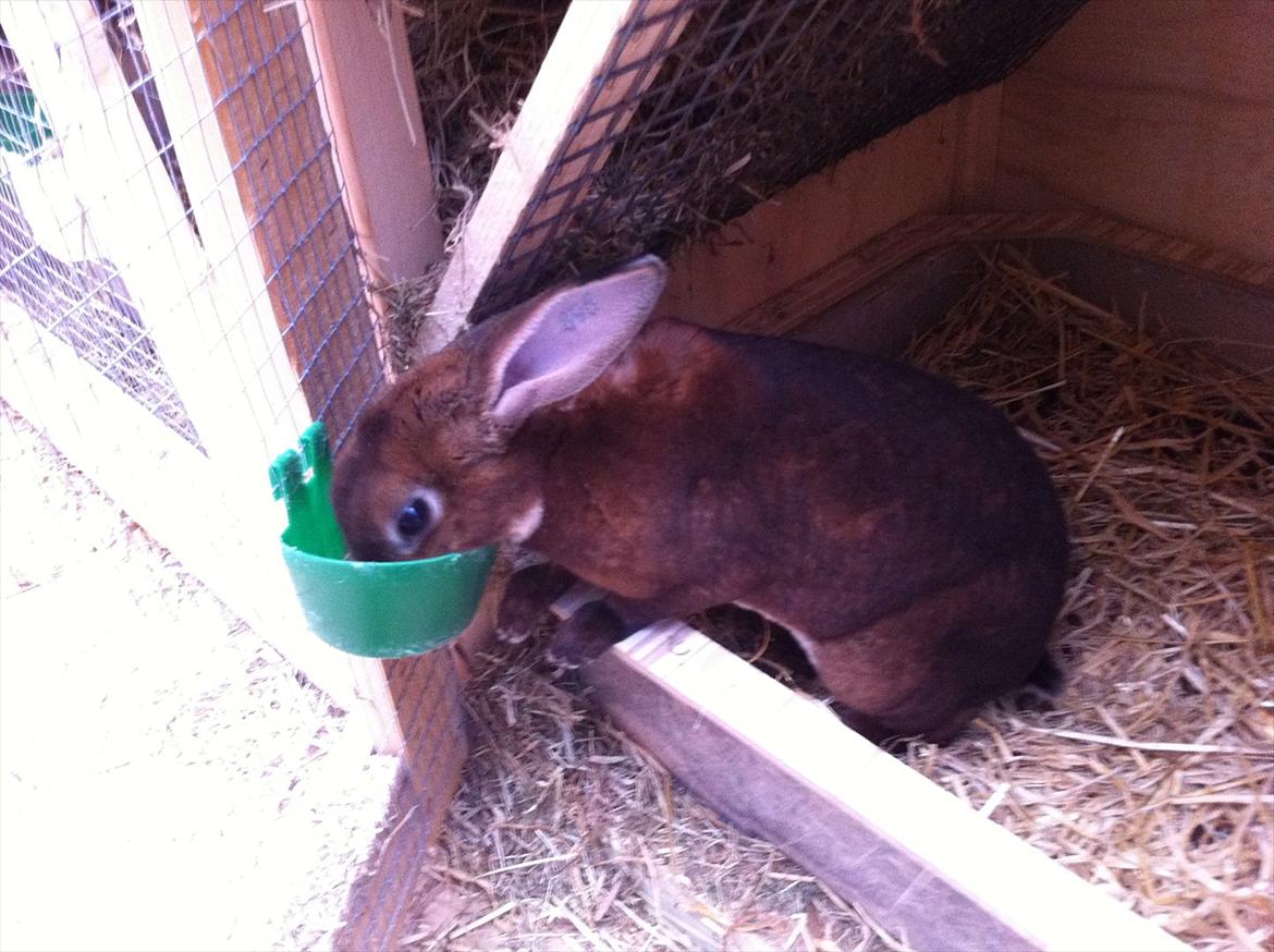 Kaninslottet billede 16