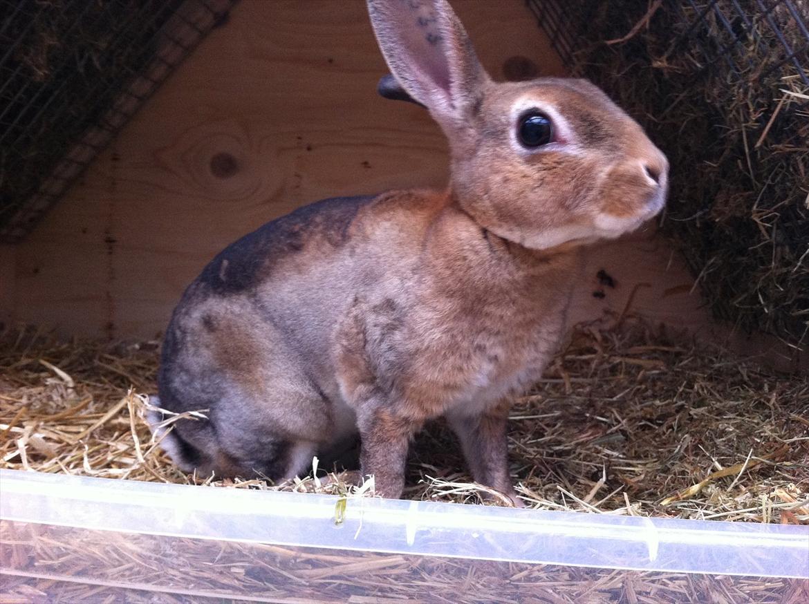 Kaninslottet billede 17