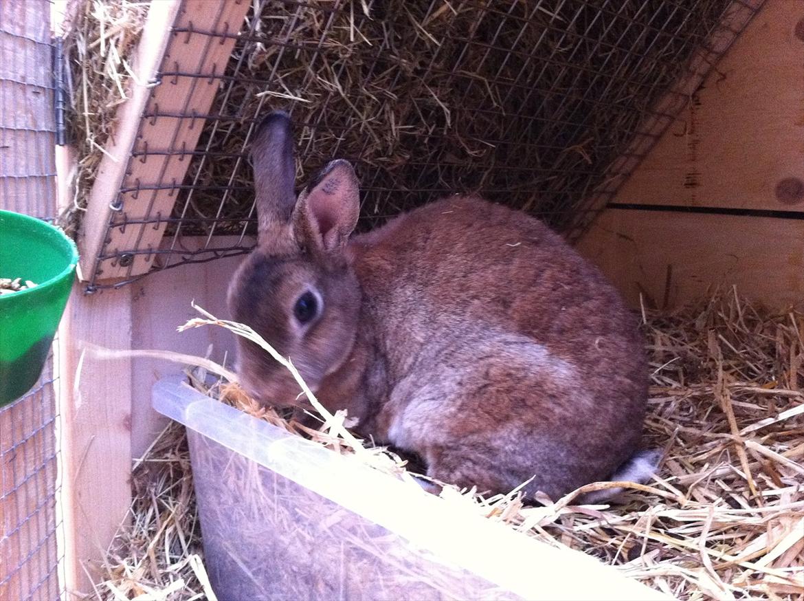 Kaninslottet billede 18