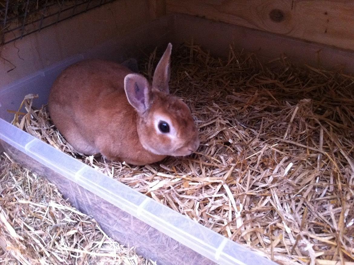 Kaninslottet billede 19