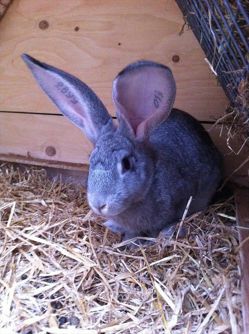 Kaninslottet billede 20