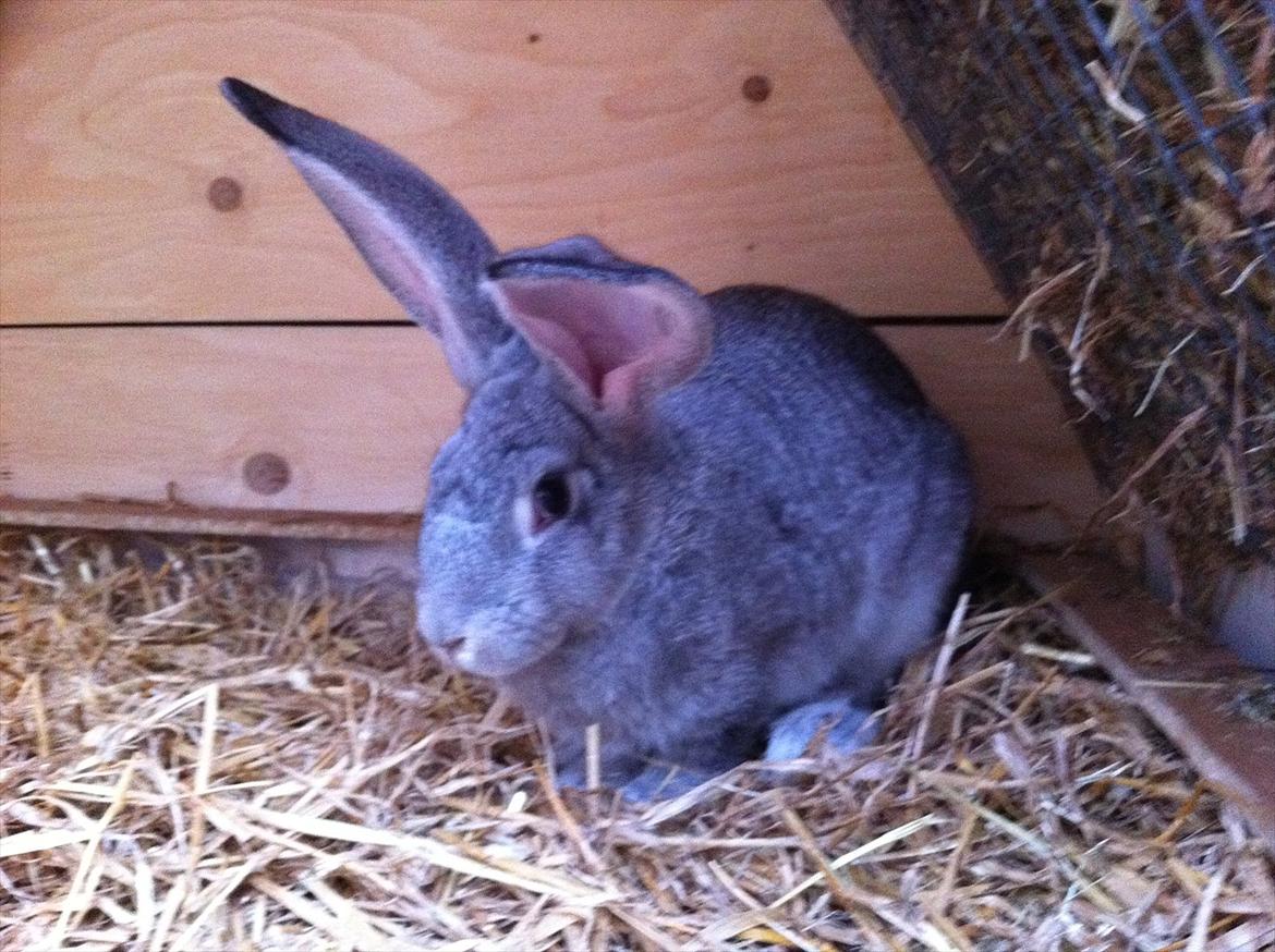 Kaninslottet billede 21