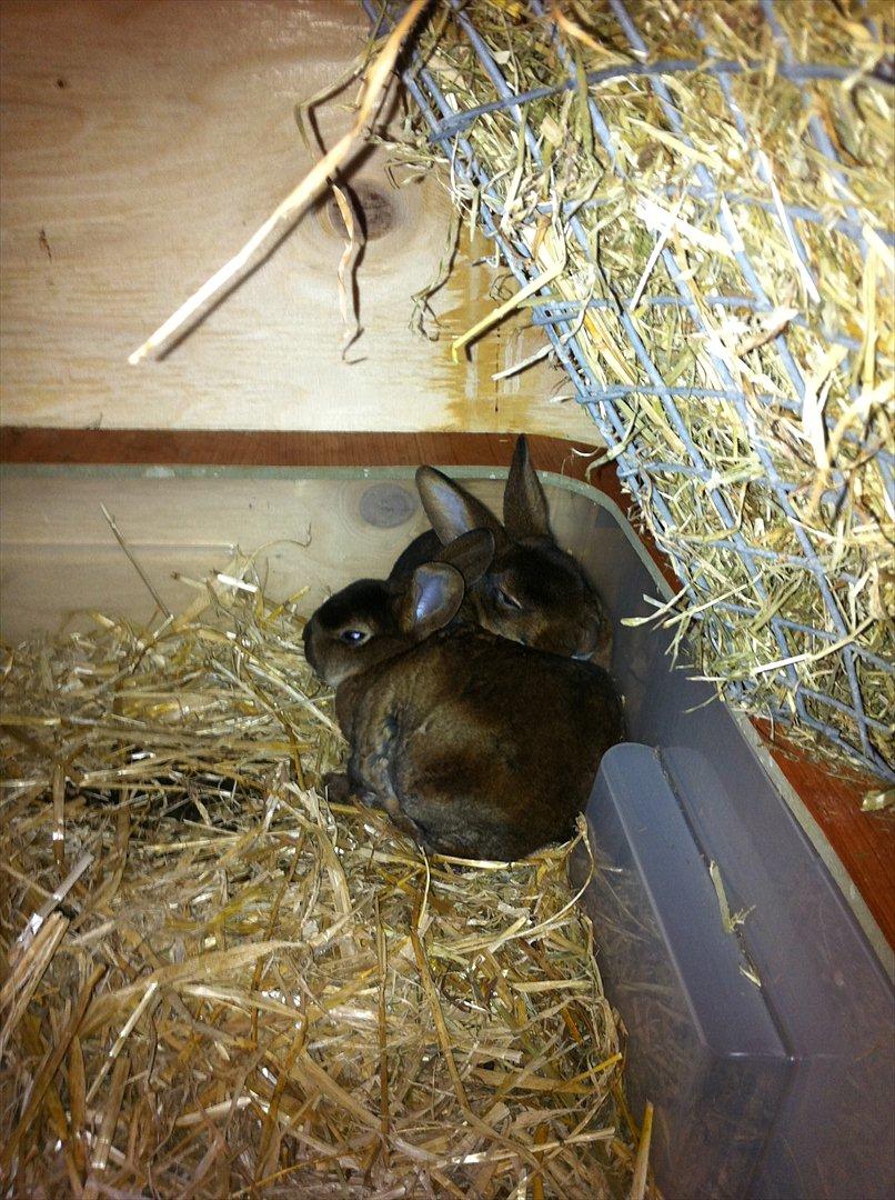 Kaninslottet billede 22