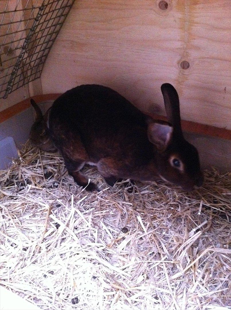 Kaninslottet billede 23