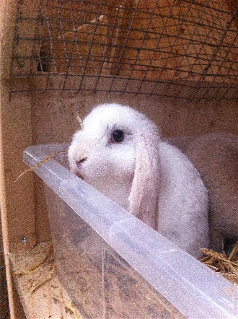 Kaninslottet billede 24