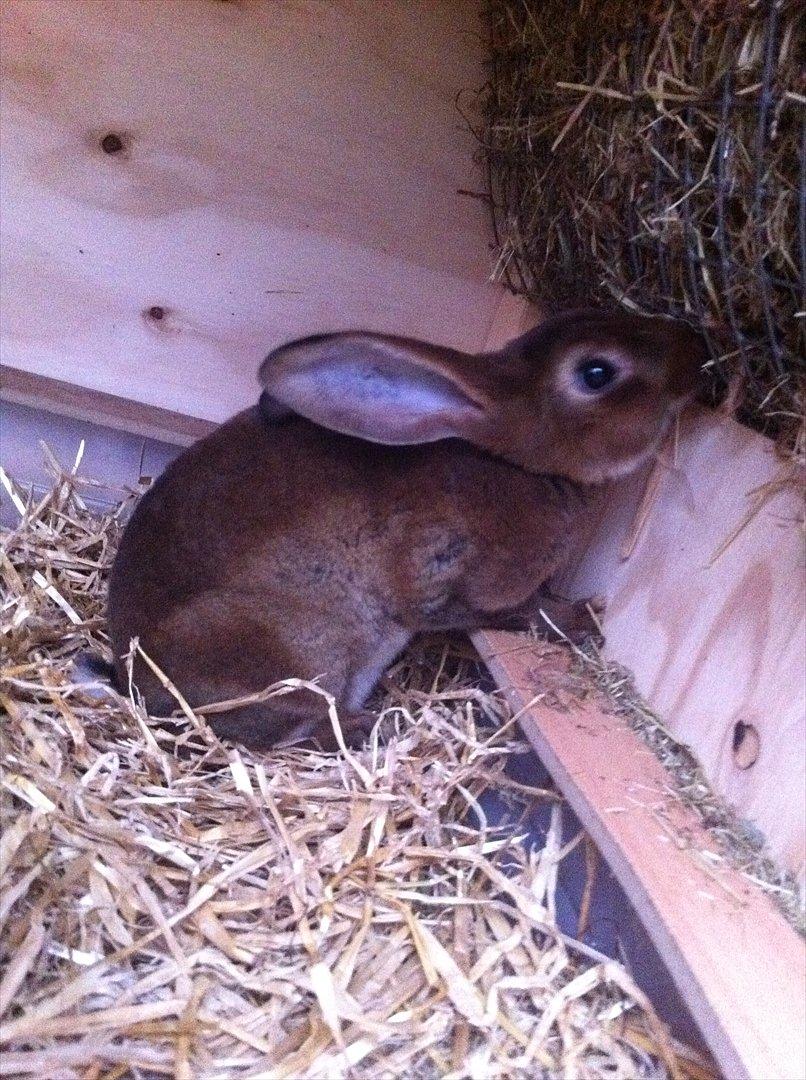 Kaninslottet billede 25