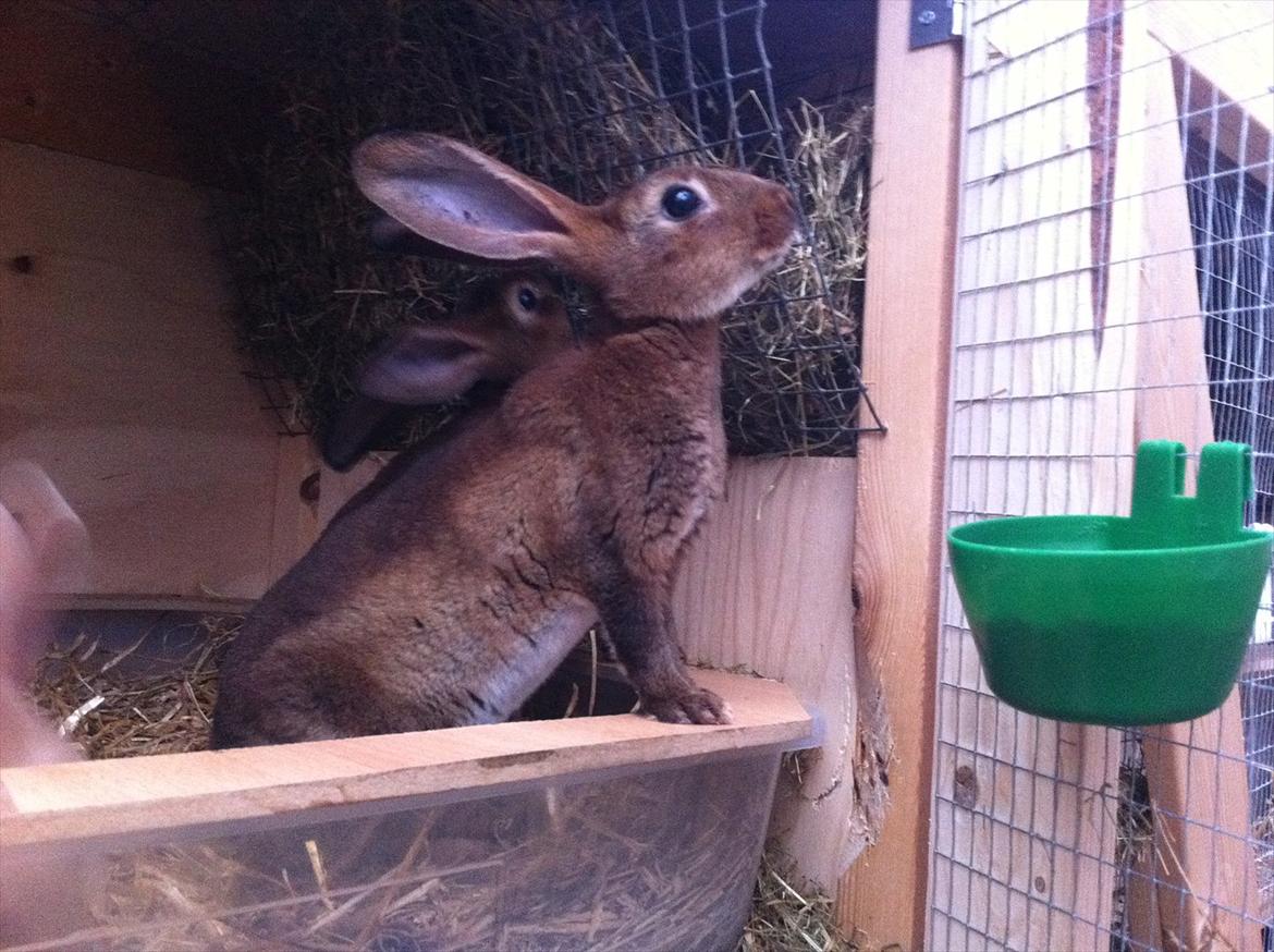 Kaninslottet billede 26