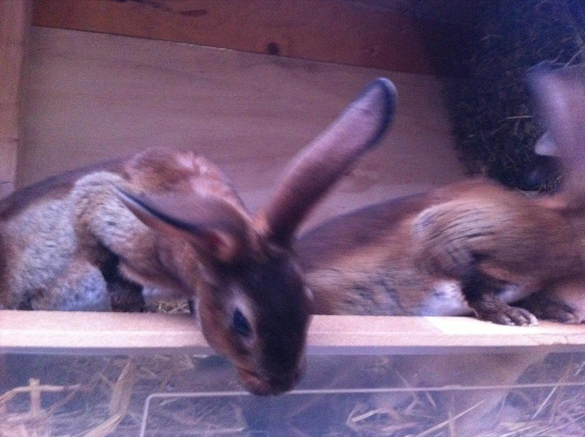 Kaninslottet billede 27