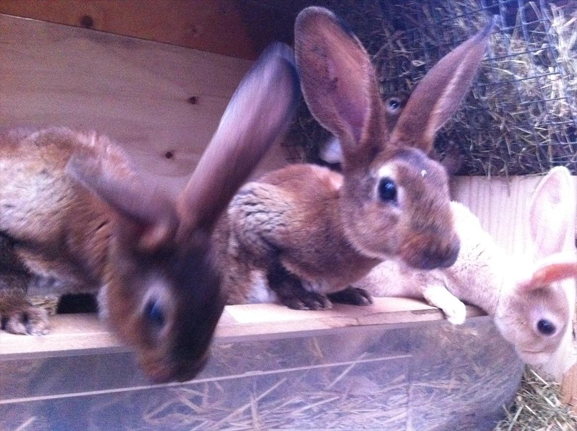 Kaninslottet billede 28