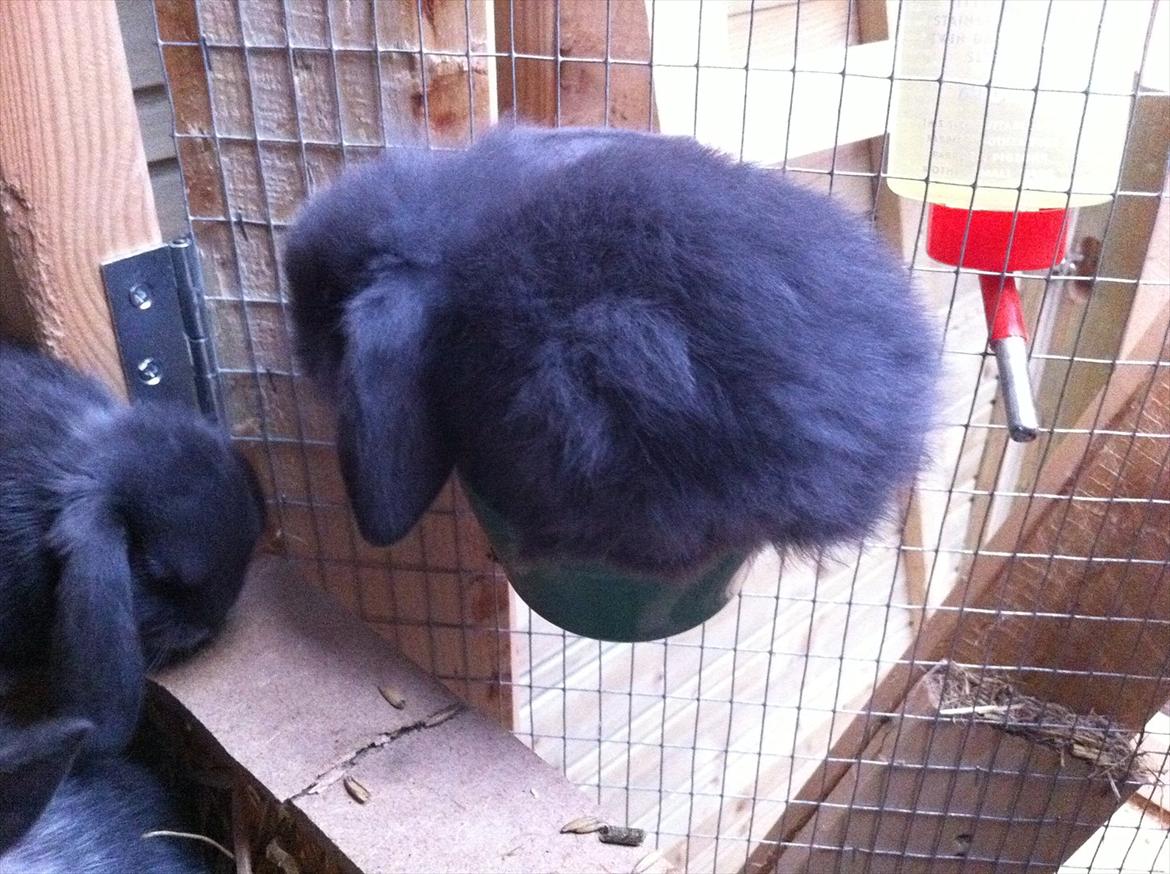 Kaninslottet billede 29