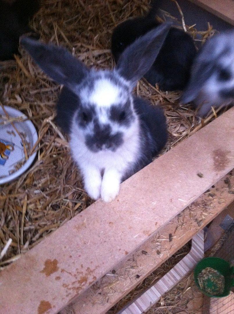 Kaninslottet billede 30