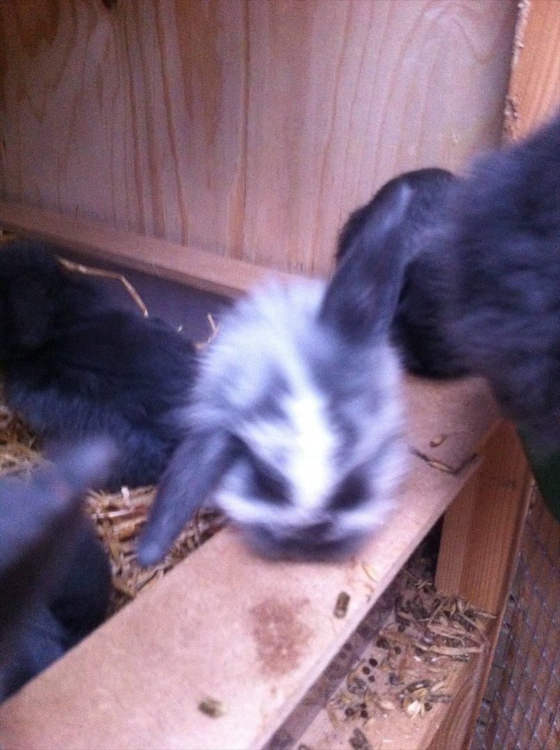 Kaninslottet billede 31