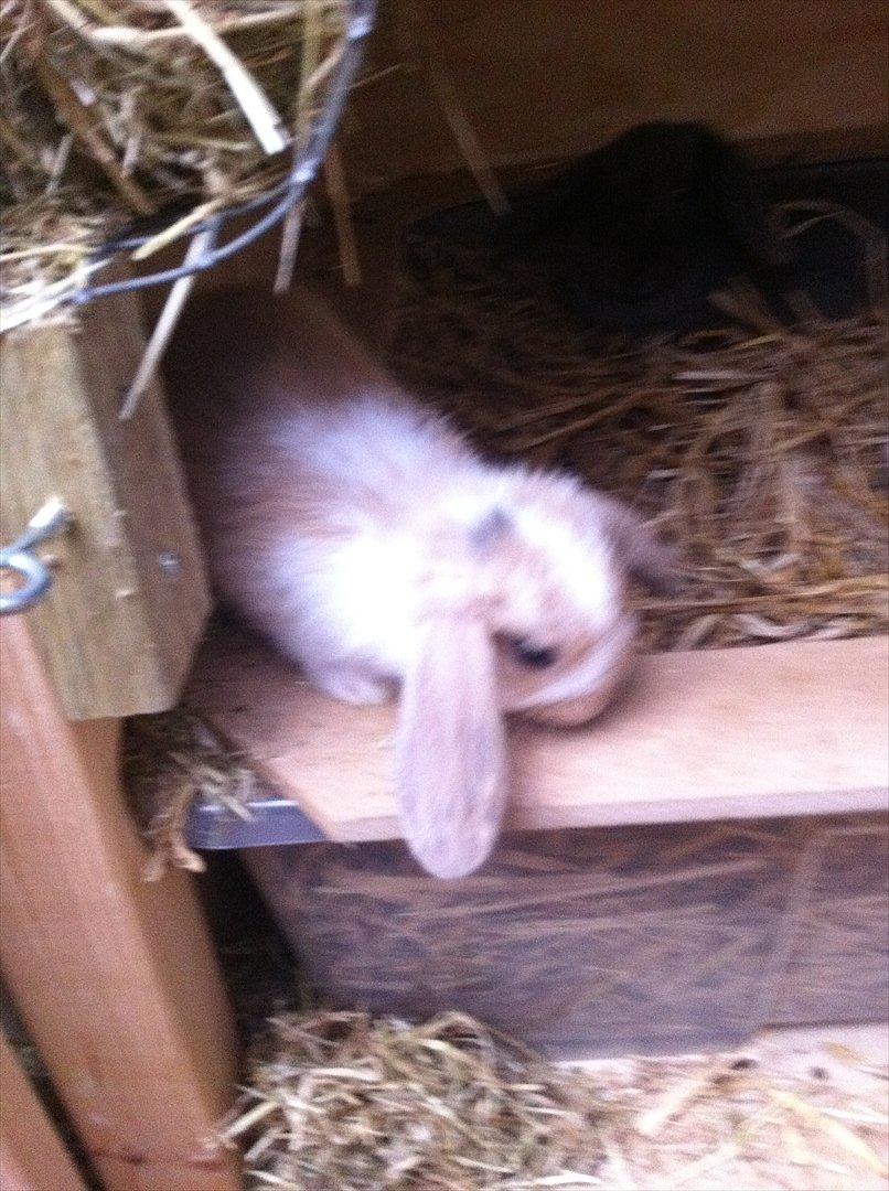 Kaninslottet billede 32