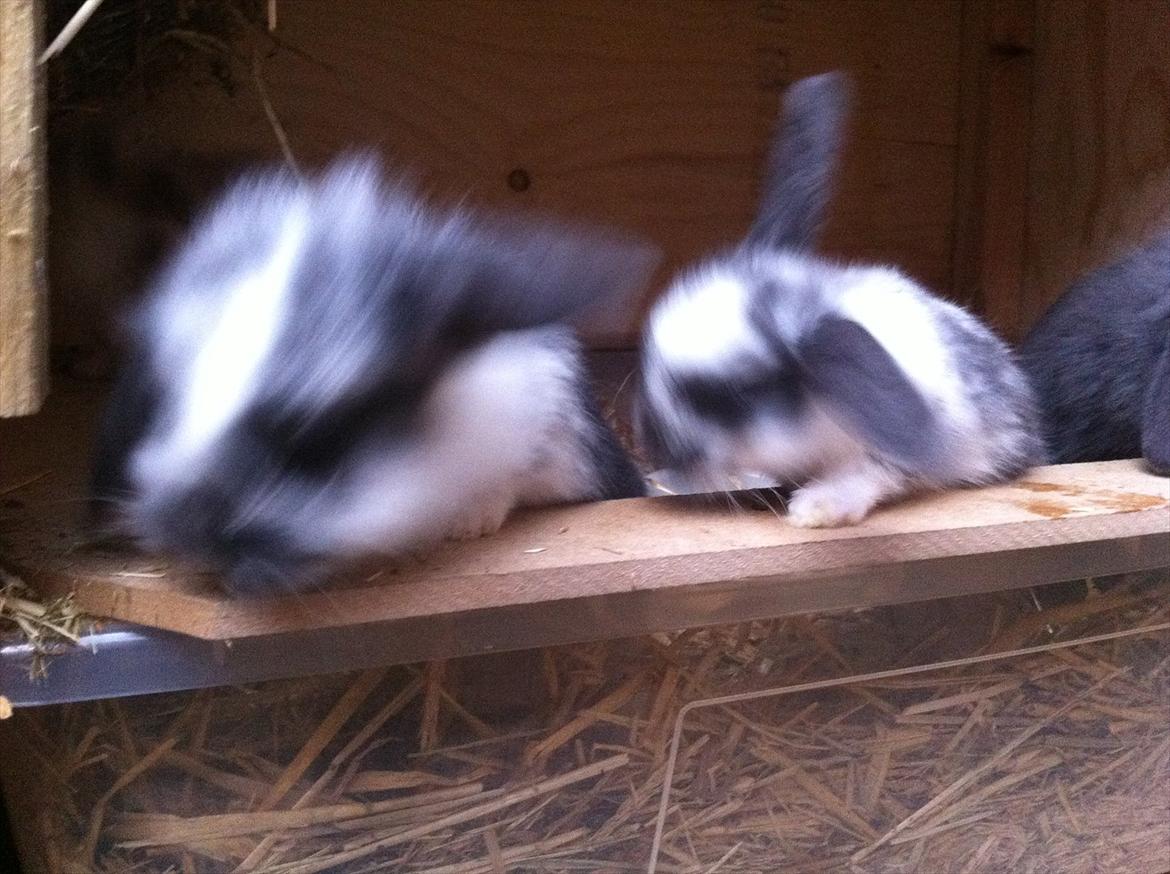 Kaninslottet billede 33