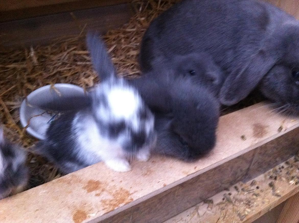 Kaninslottet billede 34