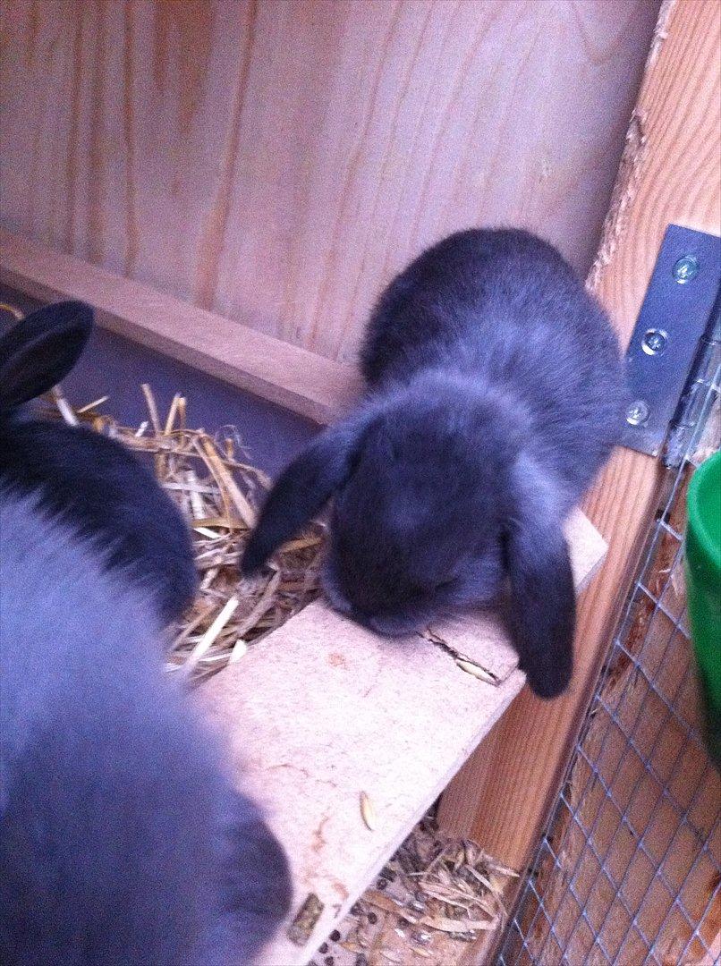 Kaninslottet billede 35