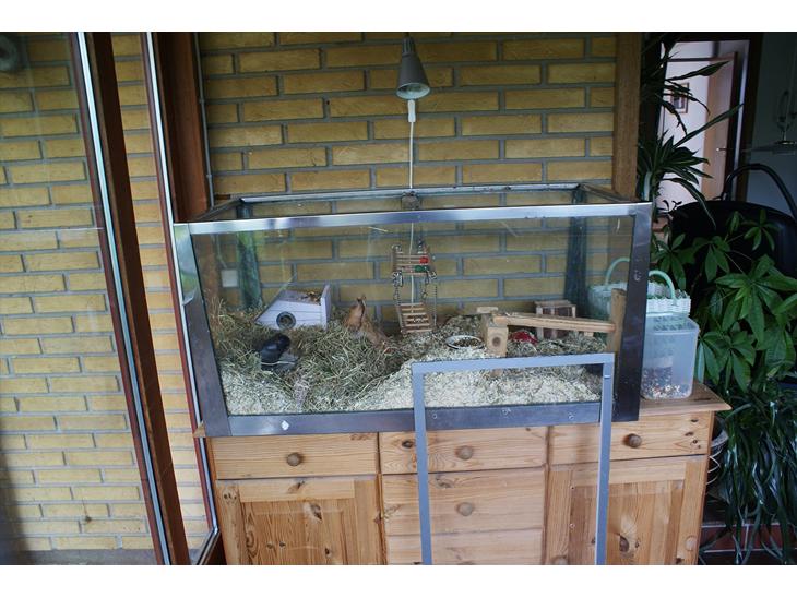 Mine bure - ørkenrotternes :-) - " De gamles " bur inde i stuen som min mor har overtaget :-) hehe billede 0