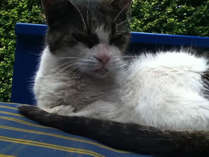 {{currentPhoto.altText}} billede {{currentPhoto.number}}