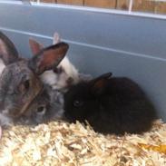 hyggestund mor med unger