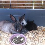 hyggestund mor med unger