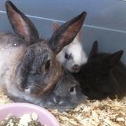 hyggestund mor med unger