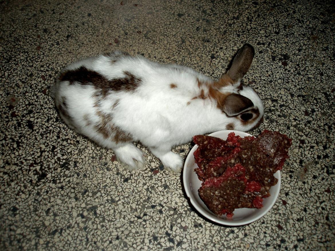 Kanin - Demon - Demon fik kød at spise, da Pugsley troede at han kunne leve af det, efter at have set YouTube klip med kaniner der spiste kød, og ikke havde forstand på kaniner og gnavere generelt. Han troede at Demon's fortænder var hugtænder. Efter han fik råd herinde fra at kaniner skal have kaninfoder og grønt, gik han og hans far ned og købte kaninfoder og hentede grønt fra moderen's drivhus. Nu kan han ikke længere få gode råd og fif herinde, pga. hans navn, hvilket jo kun vil gå ud over kaninen i det lange løb. :( billede 2