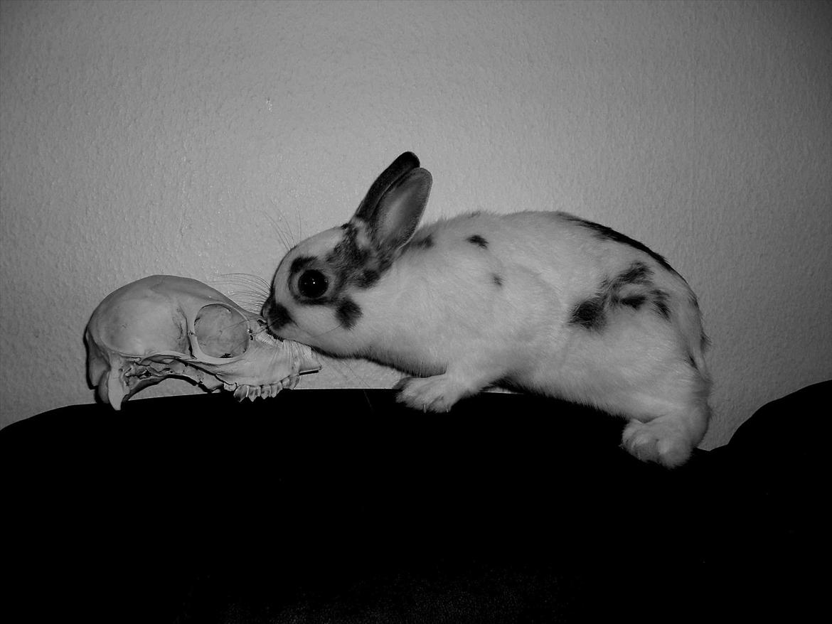 Kanin - Demon - Demon med kranie fra dåhjortekalv. billede 3