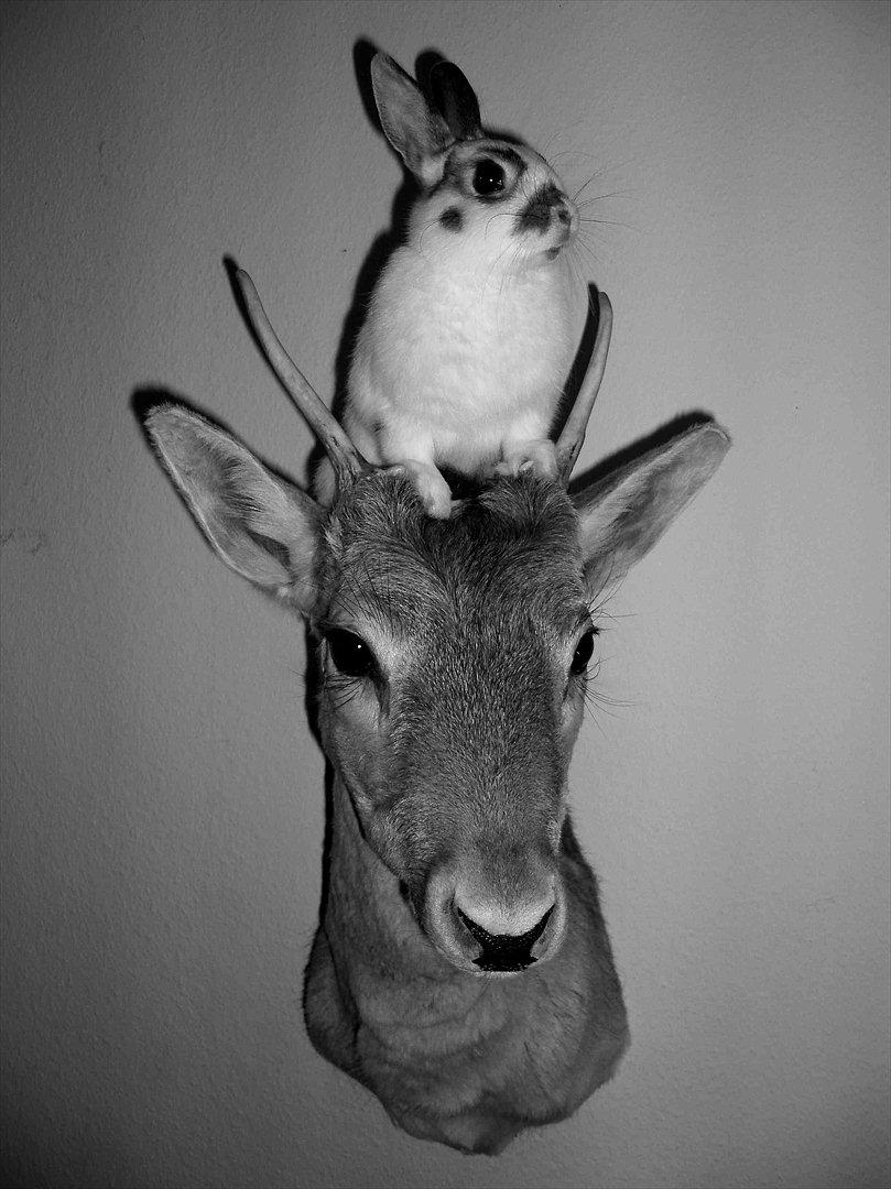 Kanin - Demon - Demon med hovedmonteret spidsdåhjort. billede 4