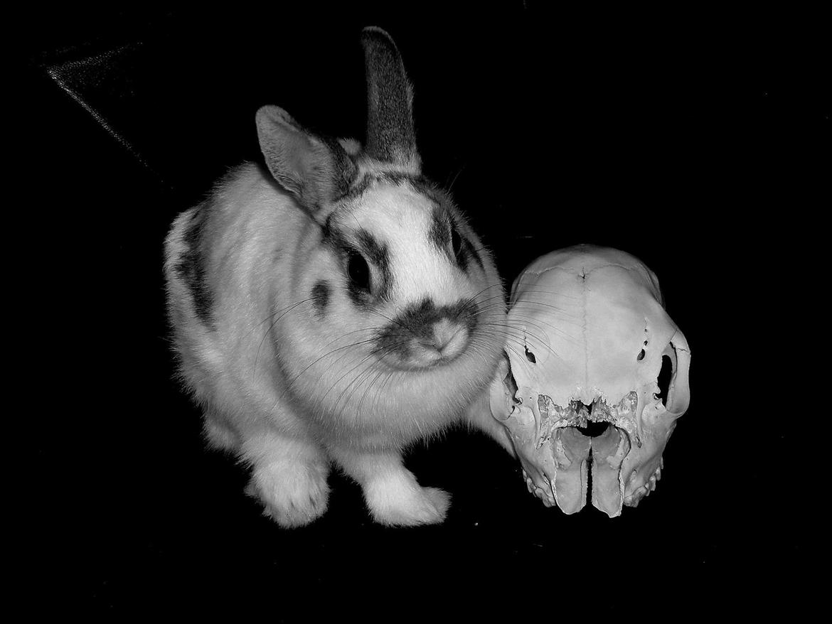Kanin - Demon - Demon med kranie fra dåhjortekalv. billede 1